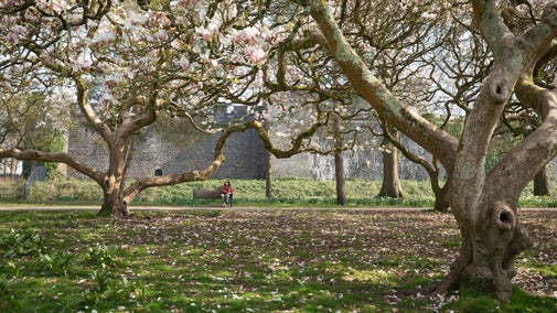 A seated woman gazes at the tall cherry blossom trees that gently scatter their blossom upon the grass of Bute Park, Cardiff